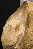 06593 - Top Huge Rooted 2.22 Inch Mosasaur (Prognathodon anceps) Tooth in Matrix