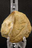 06593 - Top Huge Rooted 2.22 Inch Mosasaur (Prognathodon anceps) Tooth in Matrix