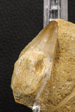 06593 - Top Huge Rooted 2.22 Inch Mosasaur (Prognathodon anceps) Tooth in Matrix