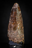 20878 - Well Preserved 1.75 Inch Spinosaurus Dinosaur Tooth Cretaceous
