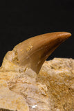 06594 - Top Quality 1.96 Inch Rooted Halisaurus walkeri (Mosasaur) Tooth in Jaw Bone Cretaceous