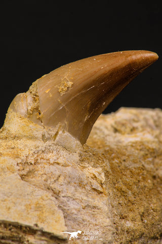 06594 - Top Quality 1.96 Inch Rooted Halisaurus walkeri (Mosasaur) Tooth in Jaw Bone Cretaceous