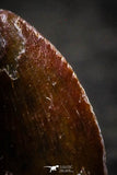 22305 - Beautiful 0.41 Inch Serrated Abelisaur Dinosaur Tooth Cretaceous KemKem Beds