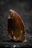 22305 - Beautiful 0.41 Inch Serrated Abelisaur Dinosaur Tooth Cretaceous KemKem Beds
