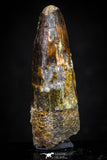 20879 - Well Preserved 1.72 Inch Spinosaurus Dinosaur Tooth Cretaceous