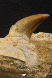 06594 - Top Quality 1.96 Inch Rooted Halisaurus walkeri (Mosasaur) Tooth in Jaw Bone Cretaceous