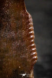 22305 - Beautiful 0.41 Inch Serrated Abelisaur Dinosaur Tooth Cretaceous KemKem Beds