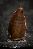 22305 - Beautiful 0.41 Inch Serrated Abelisaur Dinosaur Tooth Cretaceous KemKem Beds