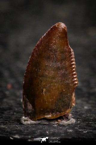 22305 - Beautiful 0.41 Inch Serrated Abelisaur Dinosaur Tooth Cretaceous KemKem Beds