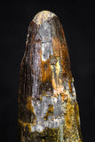 20879 - Well Preserved 1.72 Inch Spinosaurus Dinosaur Tooth Cretaceous