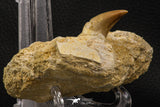 06594 - Top Quality 1.96 Inch Rooted Halisaurus walkeri (Mosasaur) Tooth in Jaw Bone Cretaceous