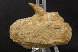 06594 - Top Quality 1.96 Inch Rooted Halisaurus walkeri (Mosasaur) Tooth in Jaw Bone Cretaceous