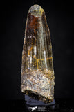 20879 - Well Preserved 1.72 Inch Spinosaurus Dinosaur Tooth Cretaceous