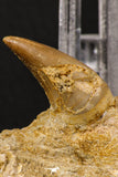 06594 - Top Quality 1.96 Inch Rooted Halisaurus walkeri (Mosasaur) Tooth in Jaw Bone Cretaceous