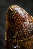 22306 - Beautiful 0.45 Inch Serrated Abelisaur Dinosaur Tooth Cretaceous KemKem Beds