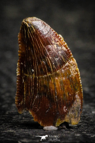 22306 - Beautiful 0.45 Inch Serrated Abelisaur Dinosaur Tooth Cretaceous KemKem Beds