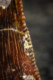22306 - Beautiful 0.45 Inch Serrated Abelisaur Dinosaur Tooth Cretaceous KemKem Beds