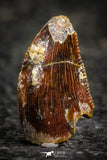 22306 - Beautiful 0.45 Inch Serrated Abelisaur Dinosaur Tooth Cretaceous KemKem Beds