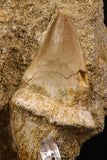 66594 - Top Huge Rooted 2.09 Inch Mosasaur (Prognathodon anceps) Tooth in Matrix