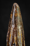 20880 - Well Preserved 1.79 Inch Spinosaurus Dinosaur Tooth Cretaceous