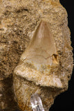 66594 - Top Huge Rooted 2.09 Inch Mosasaur (Prognathodon anceps) Tooth in Matrix