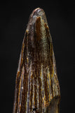 20880 - Well Preserved 1.79 Inch Spinosaurus Dinosaur Tooth Cretaceous