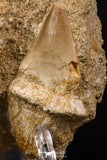 66594 - Top Huge Rooted 2.09 Inch Mosasaur (Prognathodon anceps) Tooth in Matrix