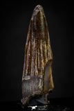 20880 - Well Preserved 1.79 Inch Spinosaurus Dinosaur Tooth Cretaceous