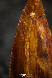 22307 - Top Beautiful 0.53 Inch Serrated Abelisaur Dinosaur Tooth Cretaceous KemKem Beds