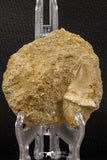 66594 - Top Huge Rooted 2.09 Inch Mosasaur (Prognathodon anceps) Tooth in Matrix