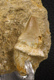 66594 - Top Huge Rooted 2.09 Inch Mosasaur (Prognathodon anceps) Tooth in Matrix