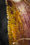 22308 - Beautiful 0.52 Inch Serrated Abelisaur Dinosaur Tooth Cretaceous KemKem Beds