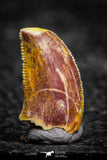 22308 - Beautiful 0.52 Inch Serrated Abelisaur Dinosaur Tooth Cretaceous KemKem Beds
