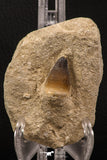 06595 - Nicely Preserved 1.02 Inch Globidens phosphaticus (Mosasaur) Tooth on Matrix Cretaceous