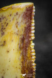22308 - Beautiful 0.52 Inch Serrated Abelisaur Dinosaur Tooth Cretaceous KemKem Beds