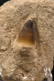 06595 - Nicely Preserved 1.02 Inch Globidens phosphaticus (Mosasaur) Tooth on Matrix Cretaceous