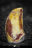 22308 - Beautiful 0.52 Inch Serrated Abelisaur Dinosaur Tooth Cretaceous KemKem Beds