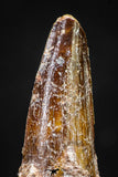 20881 - Well Preserved 1.73 Inch Spinosaurus Dinosaur Tooth Cretaceous