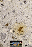 09032 - Top Rare NWA Howardite Achondrite Meteorite Polished Section 68.5 g