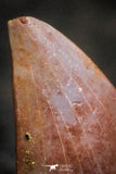22309 - Top Beautiful 0.50 Inch Abelisaur Dinosaur Tooth Cretaceous KemKem Beds
