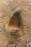 06595 - Nicely Preserved 1.02 Inch Globidens phosphaticus (Mosasaur) Tooth on Matrix Cretaceous