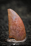 22309 - Top Beautiful 0.50 Inch Abelisaur Dinosaur Tooth Cretaceous KemKem Beds