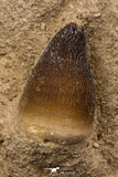 06595 - Nicely Preserved 1.02 Inch Globidens phosphaticus (Mosasaur) Tooth on Matrix Cretaceous