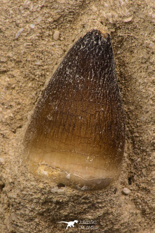 06595 - Nicely Preserved 1.02 Inch Globidens phosphaticus (Mosasaur) Tooth on Matrix Cretaceous