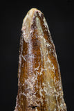 20881 - Well Preserved 1.73 Inch Spinosaurus Dinosaur Tooth Cretaceous