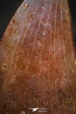 22309 - Top Beautiful 0.50 Inch Abelisaur Dinosaur Tooth Cretaceous KemKem Beds