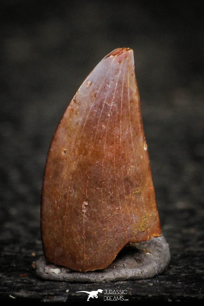 22309 - Top Beautiful 0.50 Inch Abelisaur Dinosaur Tooth Cretaceous KemKem Beds
