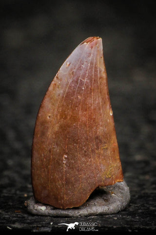 22309 - Top Beautiful 0.50 Inch Abelisaur Dinosaur Tooth Cretaceous KemKem Beds