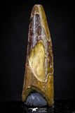 20882 - Well Preserved 1.69 Inch Spinosaurus Dinosaur Tooth Cretaceous