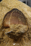 06596 - Nicely Preserved 0.92 Inch Globidens phosphaticus (Mosasaur) Tooth on Matrix Cretaceous